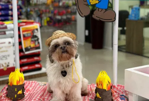 Cachorro de chapéu de palha na loja da Bicho Chic, durante a festa junina